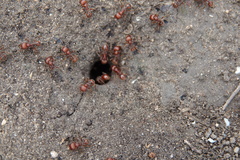 Pogonomyrmex barbatus