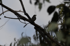 Pachycephala rufiventris