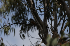 Pachycephala rufiventris