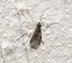 Sylvicola