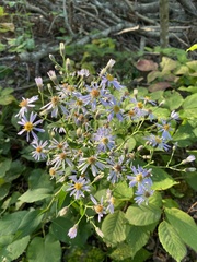Symphyotrichum ciliolatum
