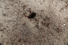 Pogonomyrmex barbatus