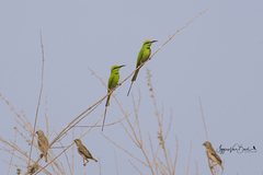 Merops viridissimus