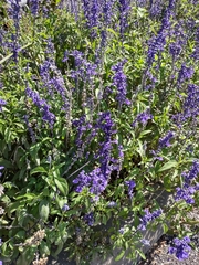 Salvia