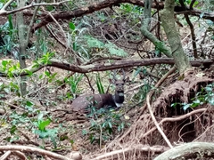 Tragelaphus sylvaticus sylvaticus