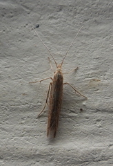 Coleophoridae