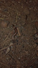 Ablepharus pannonicus