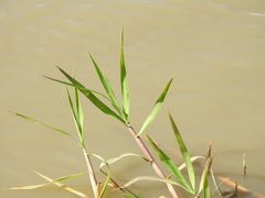 Paspalum repens