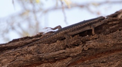 Trachylepis spilogaster