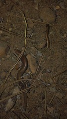 Ablepharus pannonicus