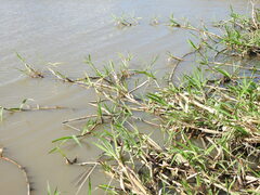 Paspalum repens