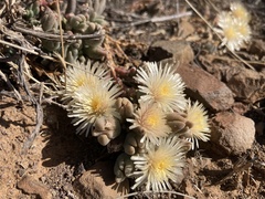 Drosanthemum albens