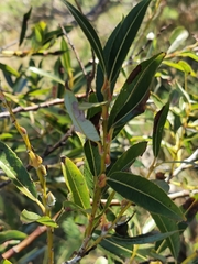Salix acutifolia