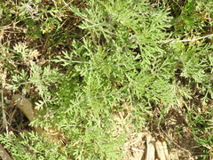 Ambrosia tenuifolia