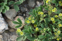 Sibbaldia procumbens