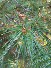 Pinus