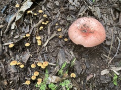 Basidiomycota