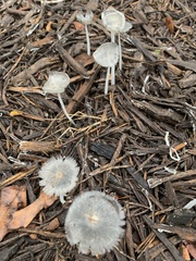 Coprinopsis lagopus