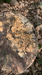 Phlebia radiata