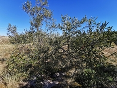 Salix acutifolia