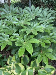Fatsia