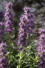 Phacelia sericea