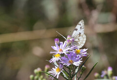 Pontia occidentalis