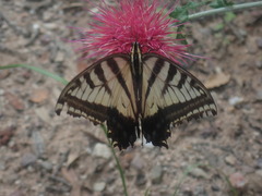 Papilio multicaudata