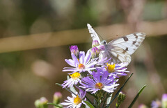 Pontia occidentalis