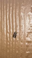 Platynota exasperatana