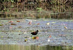 Jacana spinosa