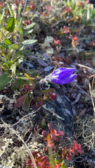Campanula lasiocarpa