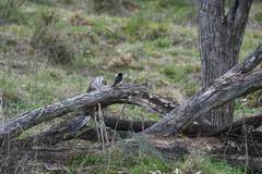 Rhipidura leucophrys