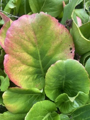 Bergenia crassifolia