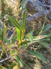 Salix acutifolia