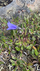Campanula lasiocarpa