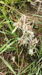 Gnaphalium uliginosum