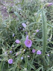 Sphaeralcea angustifolia