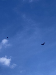Cathartes aura