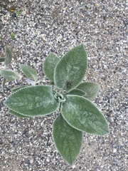 Stachys byzantina