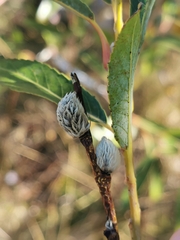 Salix acutifolia