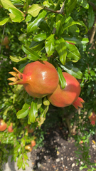 Punica granatum