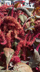 Amaranthus cruentus