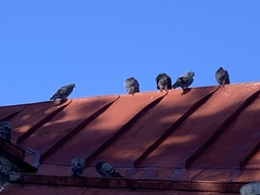 Columba livia domestica