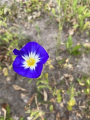 Convolvulus tricolor