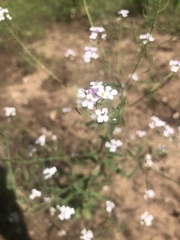 Lepidium montanum