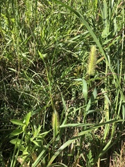 Setaria parviflora