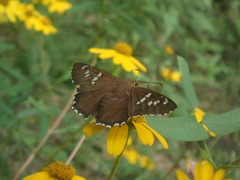 Apyrrothrix araxes