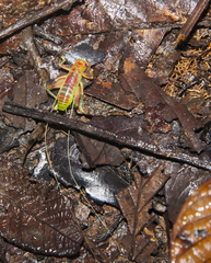 Gryllacrididae