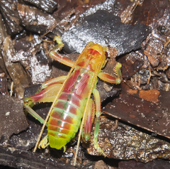 Gryllacrididae